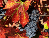 Leaf Peeping in Napa Valley