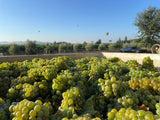 Napa Valley Harvest Season|Naysayer Coffee Company owners