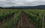 Clif Family Winery in Mendocino County