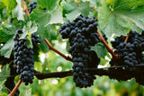 Red wine grapes on the vine