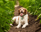 Wine Country Adventures: Family & Furry Friend Fun!