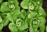 Lettuce|Romanesco|Garden Seeds|Clif Family Garden