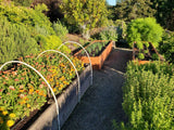 |Clif-Family-Home-Garden-Herb-Bed|Clif-Family-Home-Garden-Insect-Netting|Clif-Family-Home-Garden-Yarrow-Sage|Clif-Family-Home-Garden-Seedlings|Clif-Family-Home-Garden-Padron-Peppers