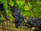 |Red wine grapes