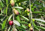 |Olive Oil Harvest|Tessa|FYBS-WITH-OLIVES|Gary-Kit-Harvesting-Olive-Oil