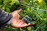 Taste Napa Valley’s Summer: The Blueberries of Clif Family Farm