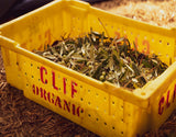 A yellow farming bin is filled with organic olives and leaves from a Clif Family Olive Harvest at the Clif Family Farm in Napa Valley.