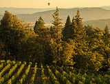Sustainability Starts in the Vineyard|Clif Family Farm