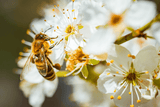 Celebrate Pollinators: Nature's Unsung Heroes - Clif Family Winery