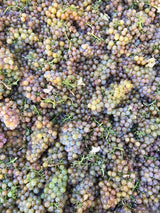 The 2016 Harvest Kickoff - Clif Family Winery