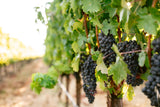 2012 Croquet Cabernet Sauvignon - Clif Family Winery