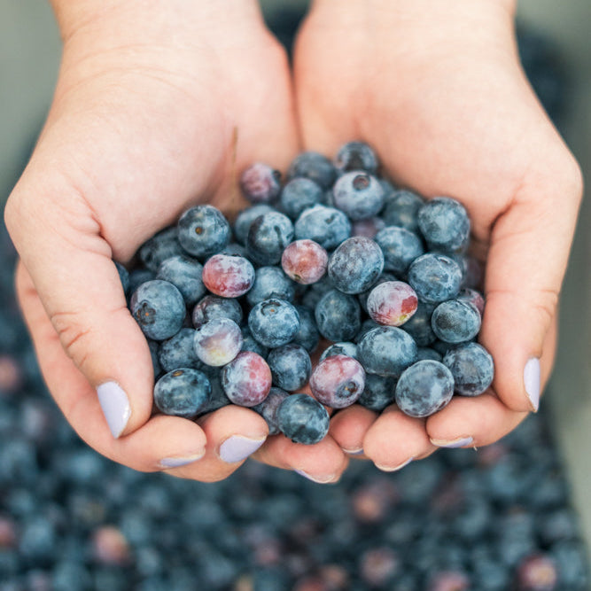 Organic Blueberries