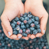 Organic Blueberry Basil Jam - Clif Family Winery